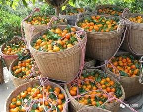 砂糖橘最新爆料,揭秘明星背后的惊人真相！