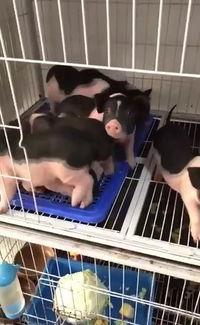 小香猪网红爆料视频,揭秘幕后生活与真实情感