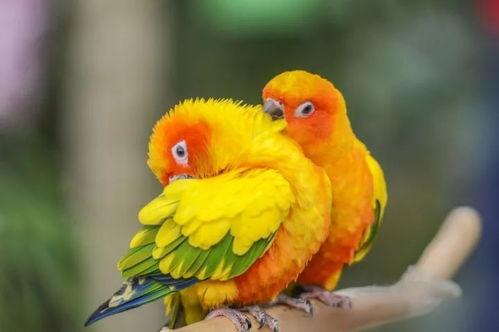 宠物大爆料鹦鹉视频,宠物大爆料视频带你领略智慧鸟儿风采